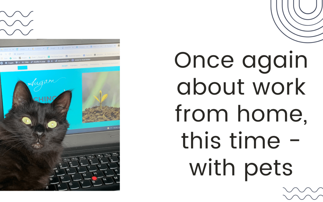 Once again about work from home, this time – with pets